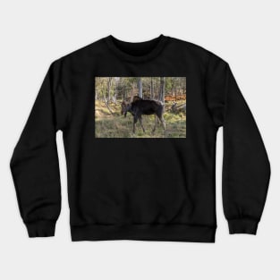 Moose in the fall woods Crewneck Sweatshirt